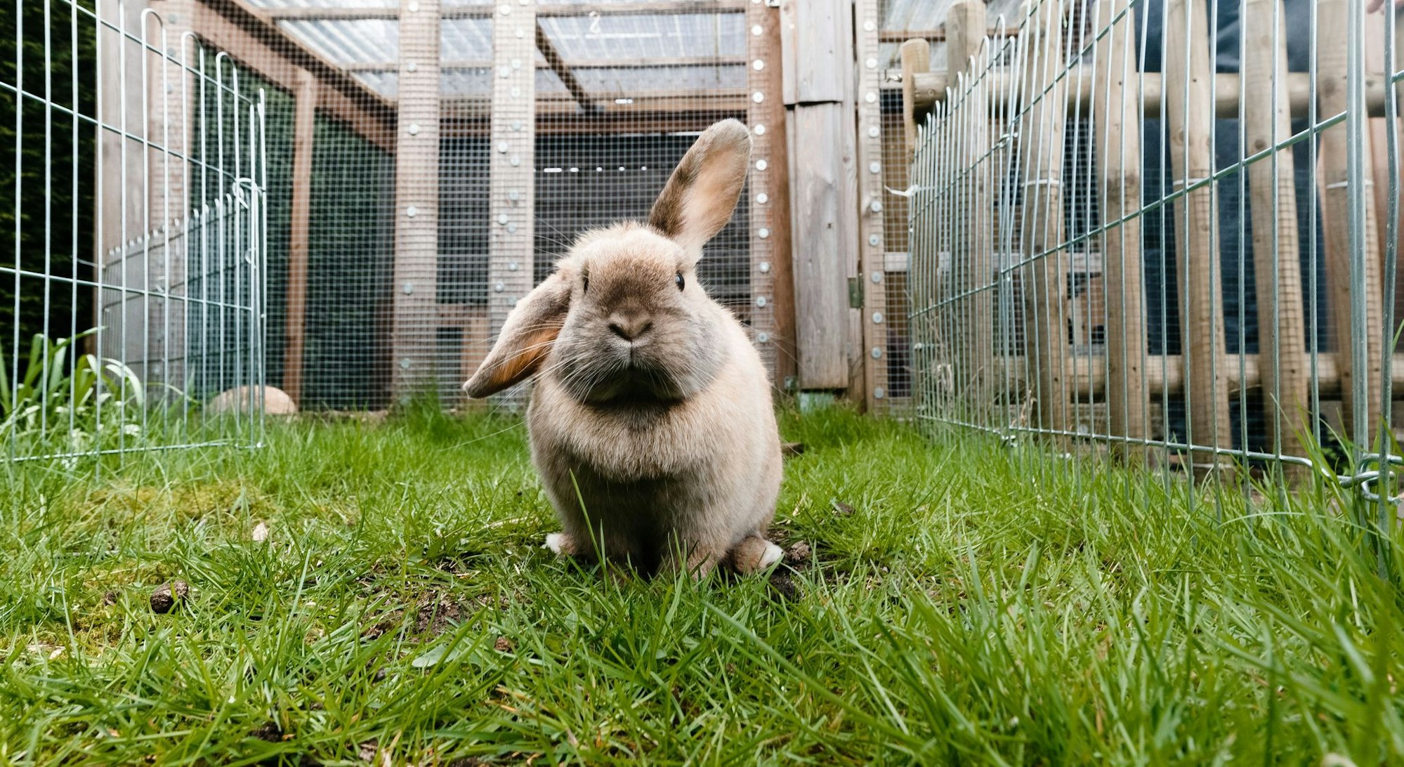 Kaninchen fühlen sich im Freien wohl, müssen im Sommer aber ausreichend vor Sonne und hohen Temperaturen geschützt werden.