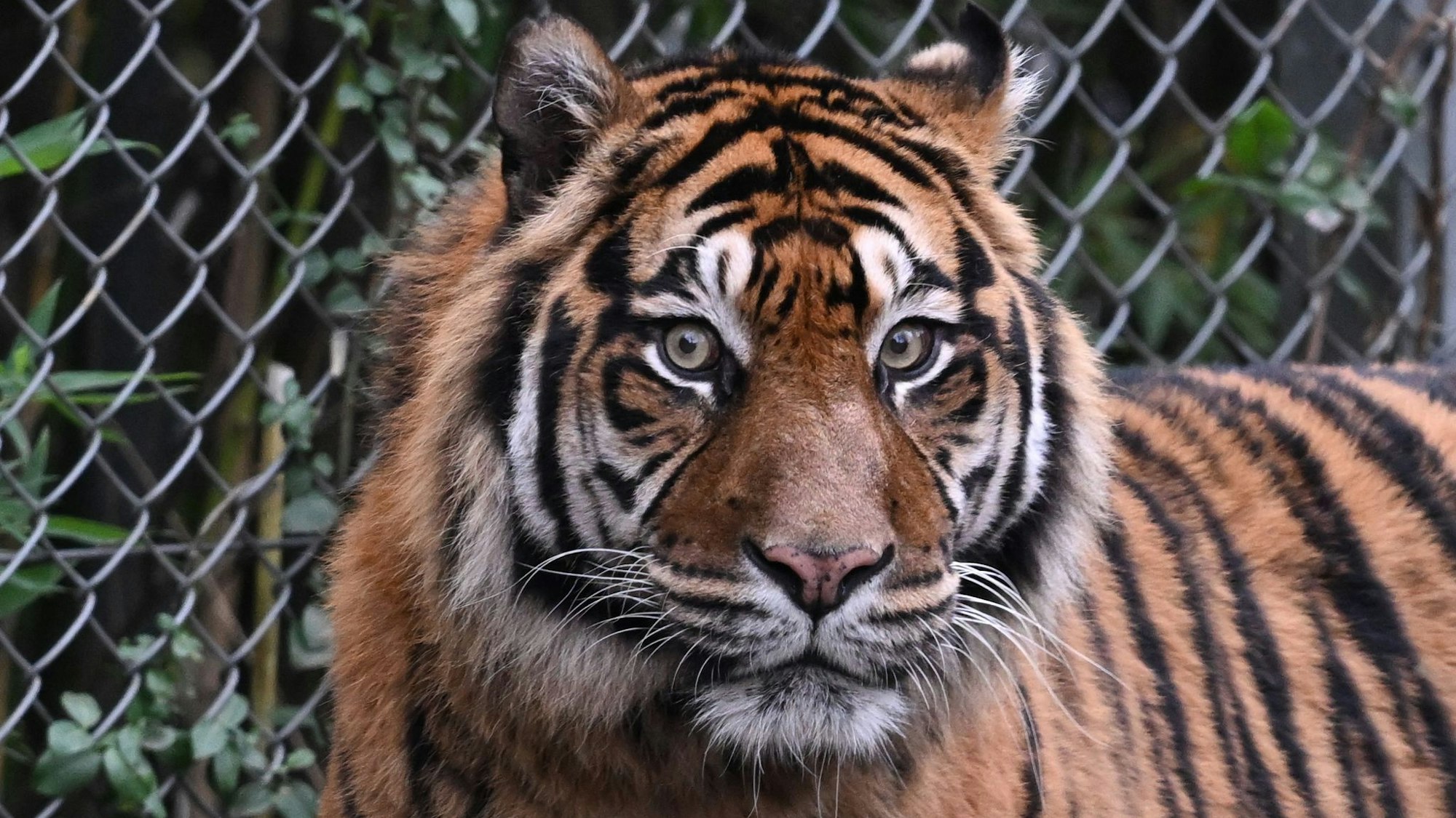 Sumatra-Tiger kommen nur auf der gleichnamigen Insel vor, aber es werden immer weniger. (Archivbild)