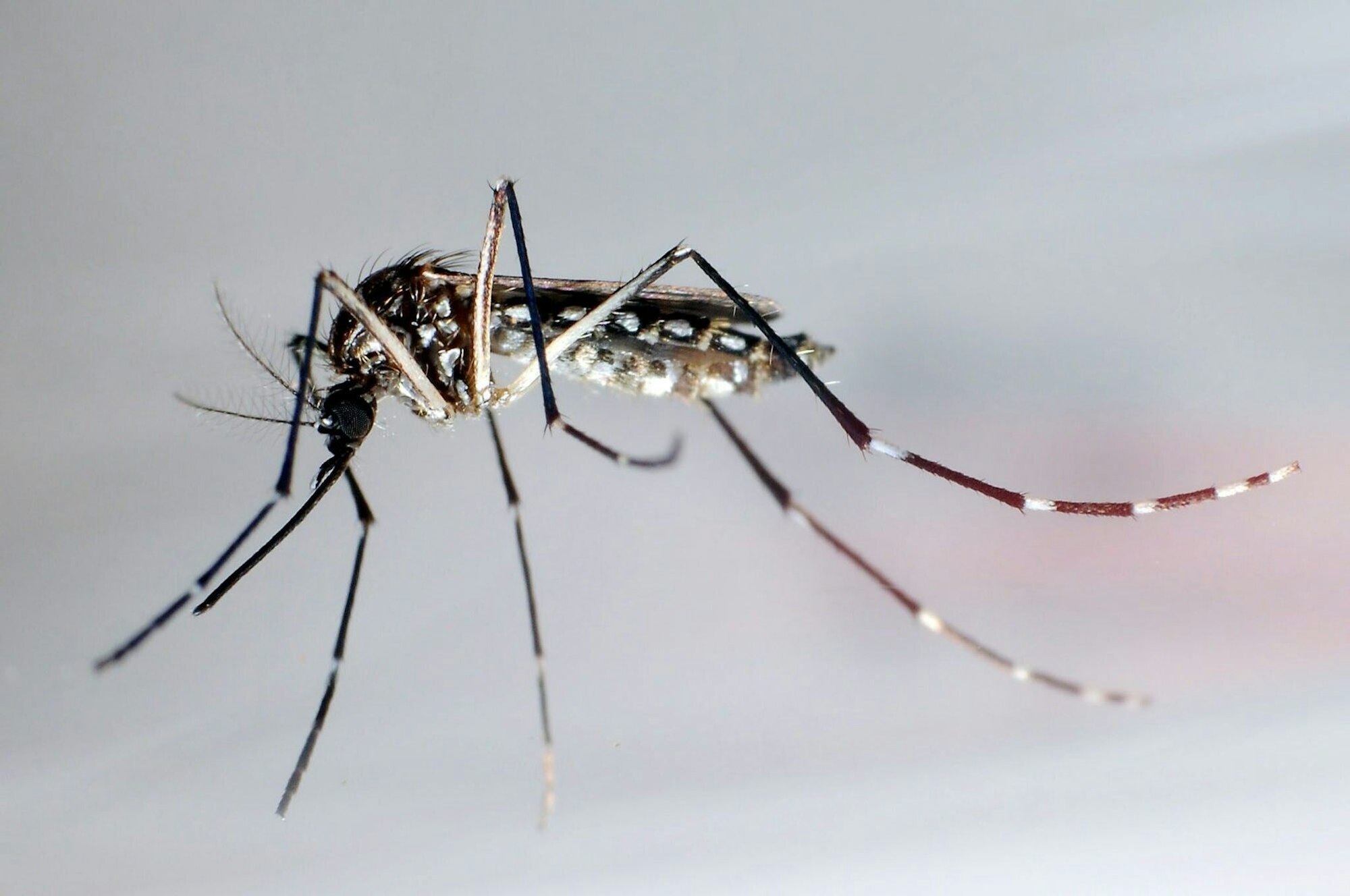 Die Ägyptische Tigermücke, auch Gelbfiebermücke genannt, überträgt verschiedene Krankheiten, darunter das Chikungunya-Virus.