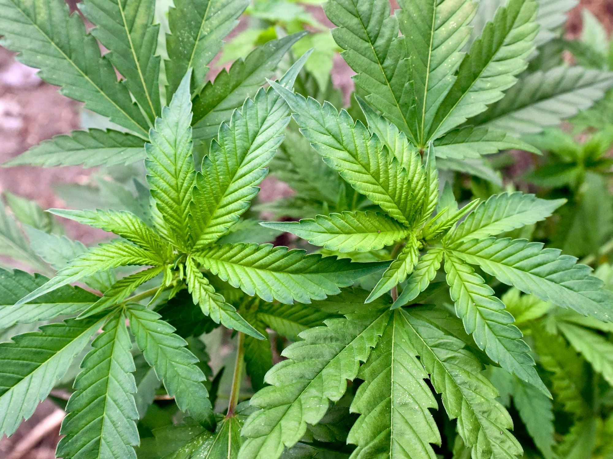 Ermittler haben in Nordrhein-Westfalen und Niedersachsen zwei illegale Hanfplantagen entdeckt. (Symbolbild)