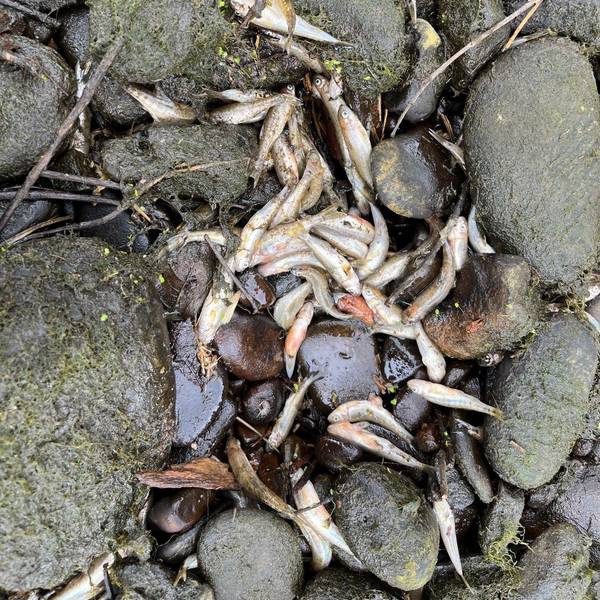 Tote Fische zwischen Steinen.