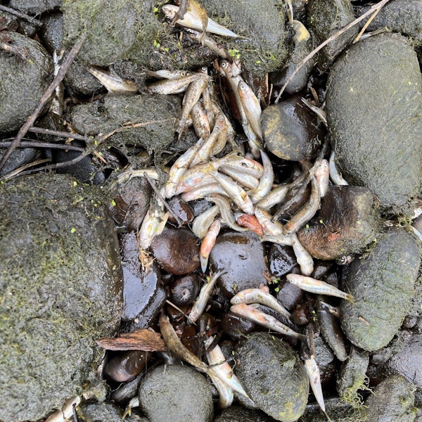 Tote Fische zwischen Steinen.