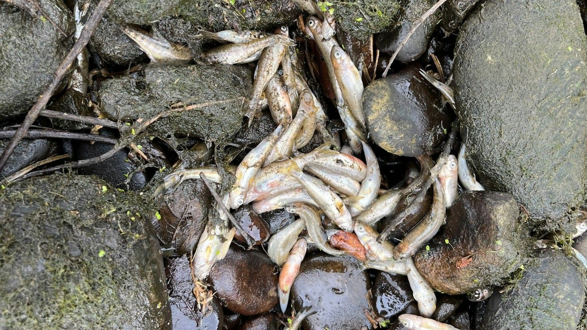 Kleine tote Fische zwischen Steinen