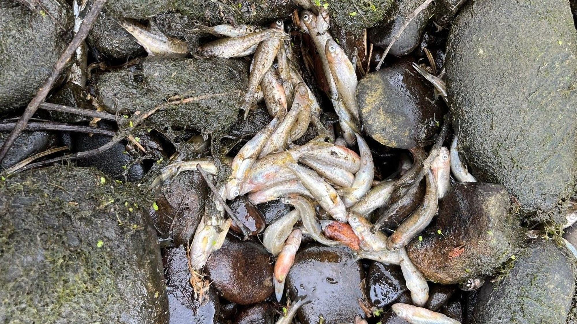 Tote Fische zwischen Steinen.