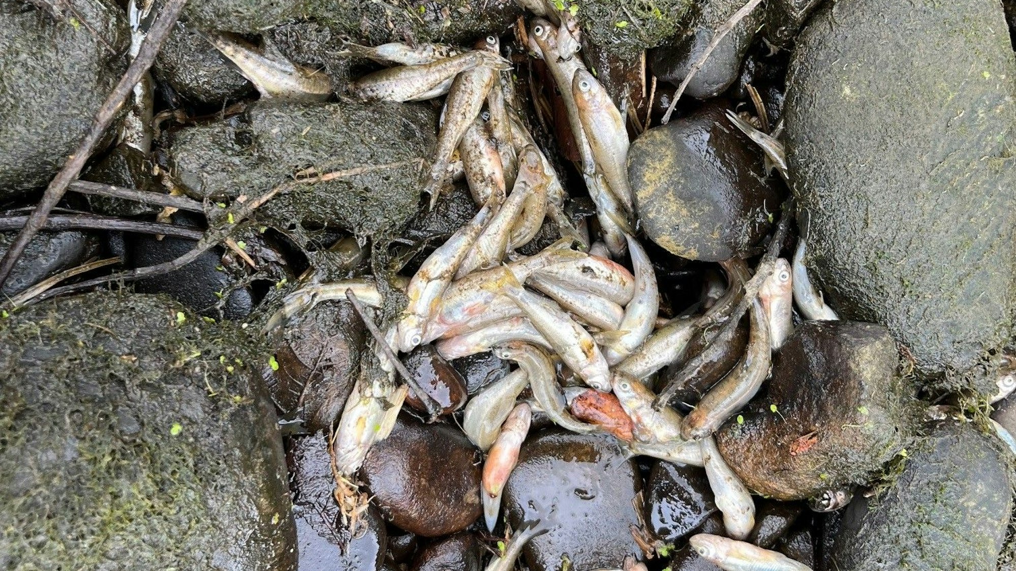 Tote Fische zwischen Steinen.