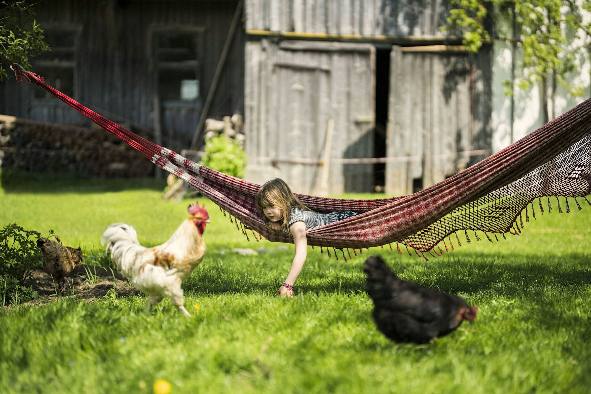 Girl relaxing in hammock in garden of a farm with chicken in foreground model released Symbolfoto property released PUBLICATIONxINxGERxSUIxAUTxHUNxONLY SBOF01699