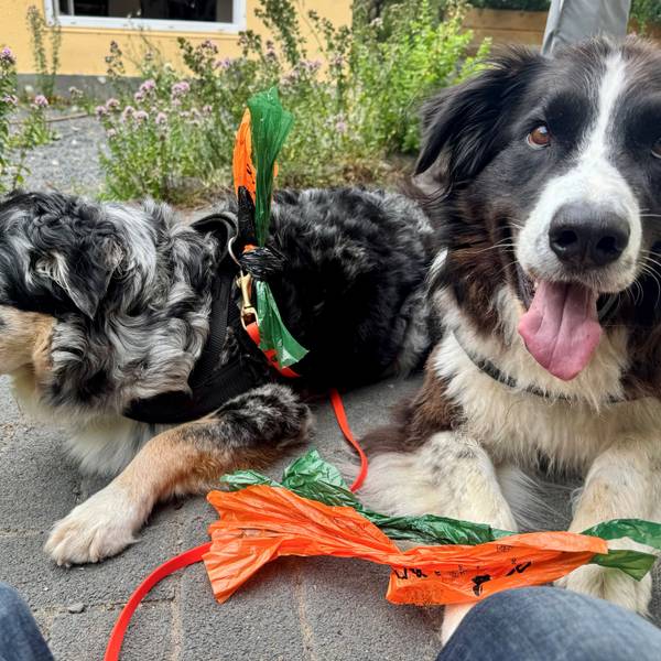 Wohl erzogene Hunde haben die Hundekottütchen immer dabei.