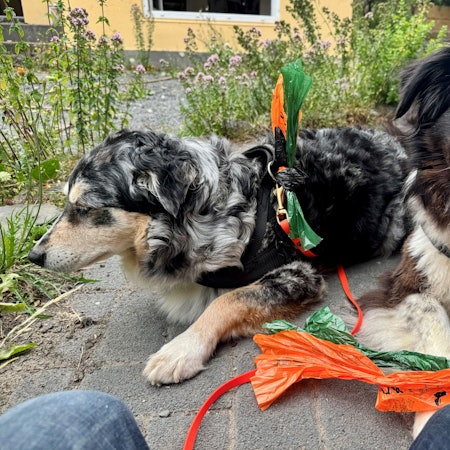 Wohl erzogene Hunde haben die Hundekottütchen immer dabei.