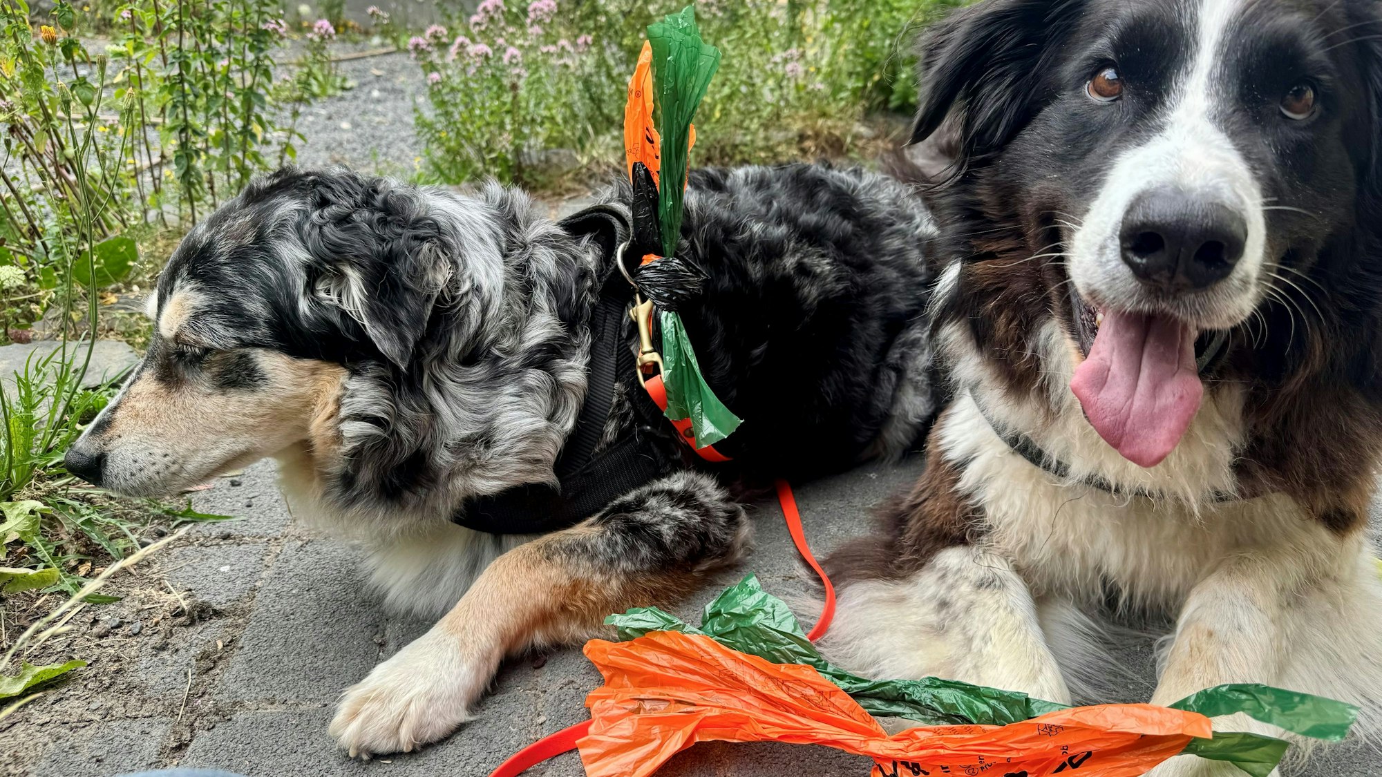 Wohl erzogene Hunde haben die Hundekottütchen immer dabei.