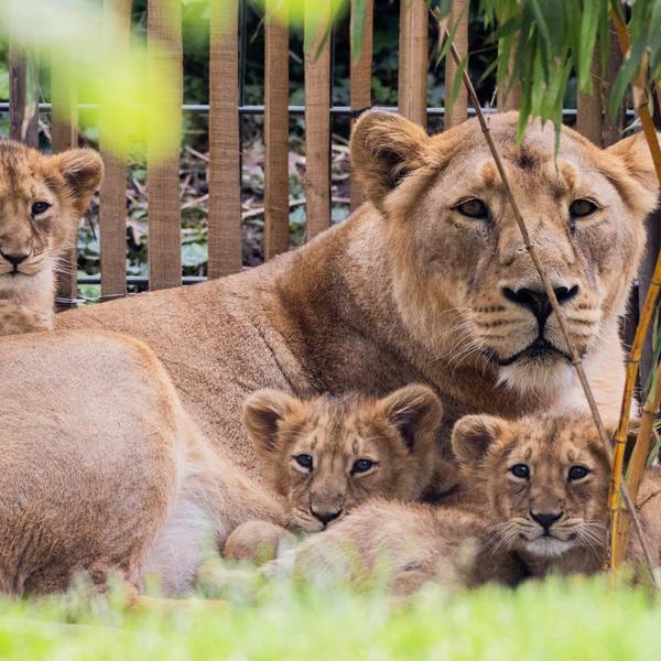 Eine Löwin liegt zusammen mit drei Jungtieren im Außengelände des Kölner Zoos.