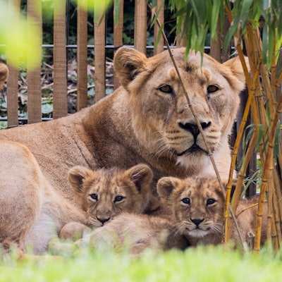 Eine Löwin liegt zusammen mit drei Jungtieren im Außengelände des Kölner Zoos.