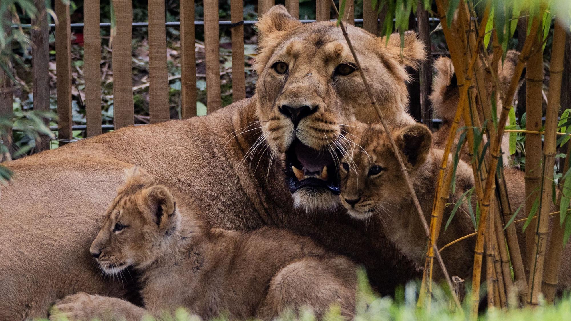 Die drei Ende Januar im Zoo geborenen Asiatischen Löwen Jungen (Zwei Kater, eine Katze).