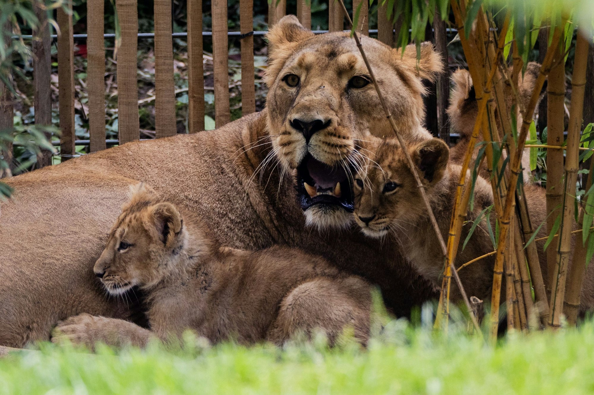 Die drei Ende Januar im Zoo geborenen Asiatischen Löwen Jungen dürfen erstmals mit ihrer Mutter Gina auf die Außenanlage des Kölner Zoos.