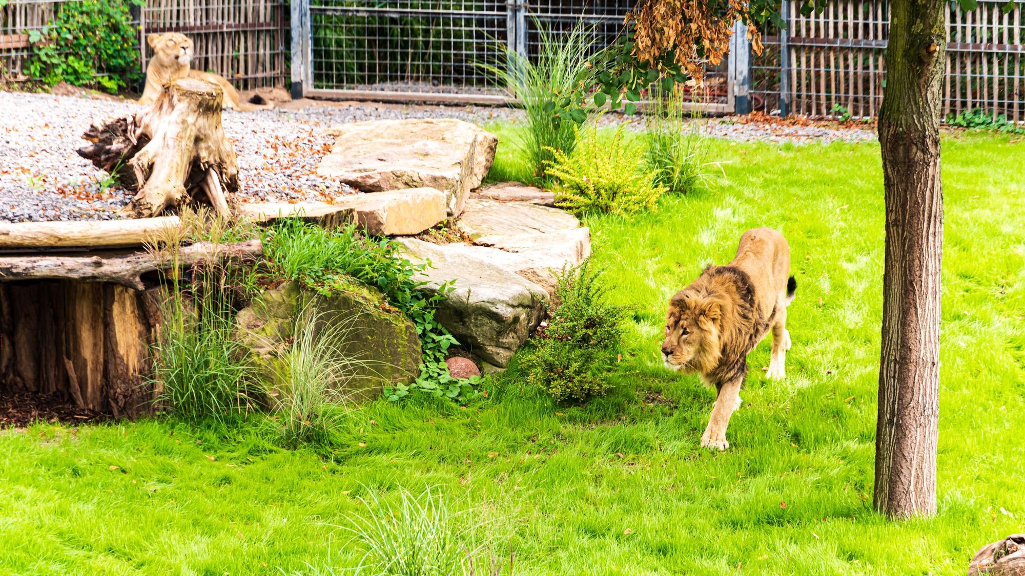 Köln Kölner Zoo
Neue modernisierte Löwen-Anlage Löwenanlage für das Kölner Löwenpaar Löwen-Paar Gina und Navin,
die am 15.08.2019 ihren ersten Tag in der neuen Anlage hatten.
Aufgenommen am: 15.08.2019
Foto: Alexander Roll (Staff)
