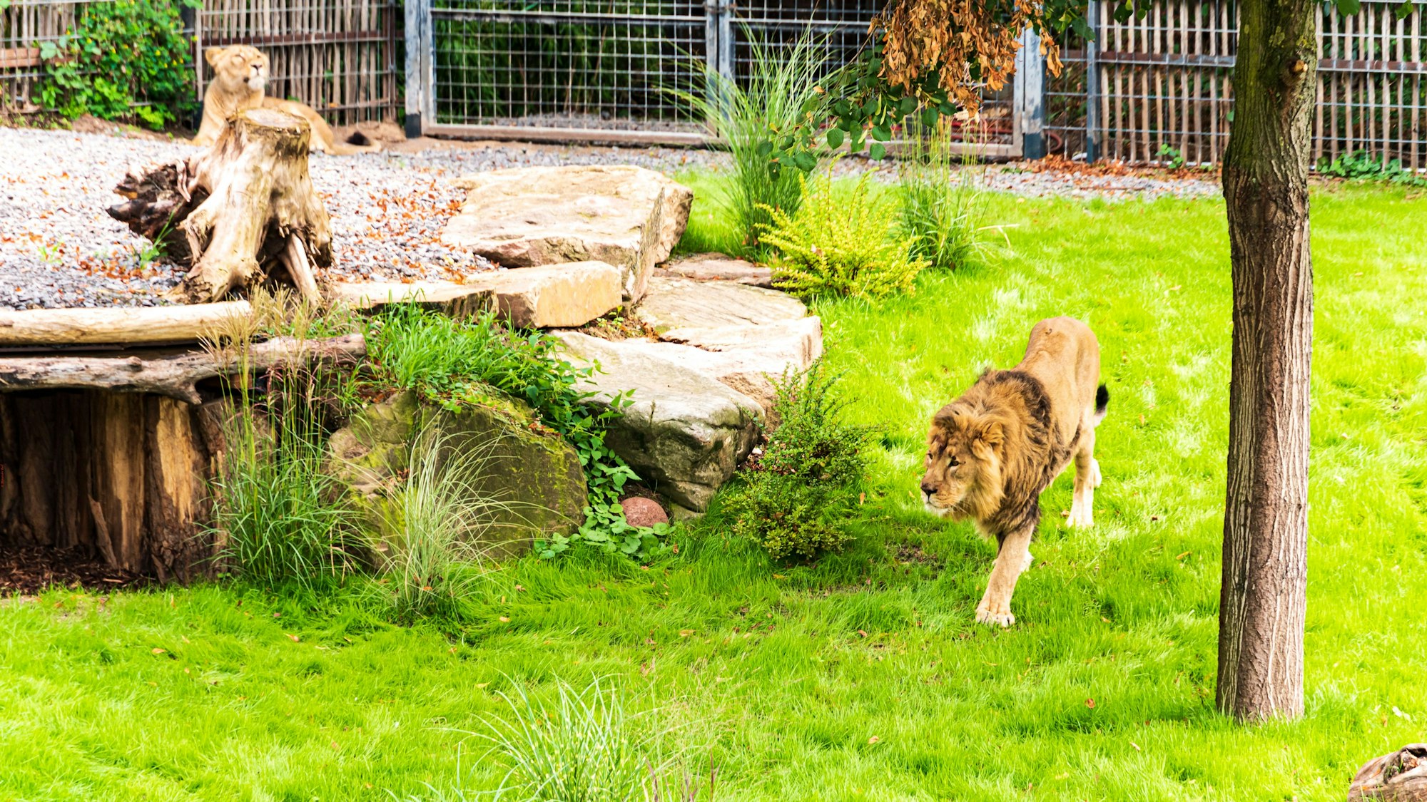 Köln Kölner Zoo
Neue modernisierte Löwen-Anlage Löwenanlage für das Kölner Löwenpaar Löwen-Paar Gina und Navin,
die am 15.08.2019 ihren ersten Tag in der neuen Anlage hatten.
Aufgenommen am: 15.08.2019
Foto: Alexander Roll (Staff)