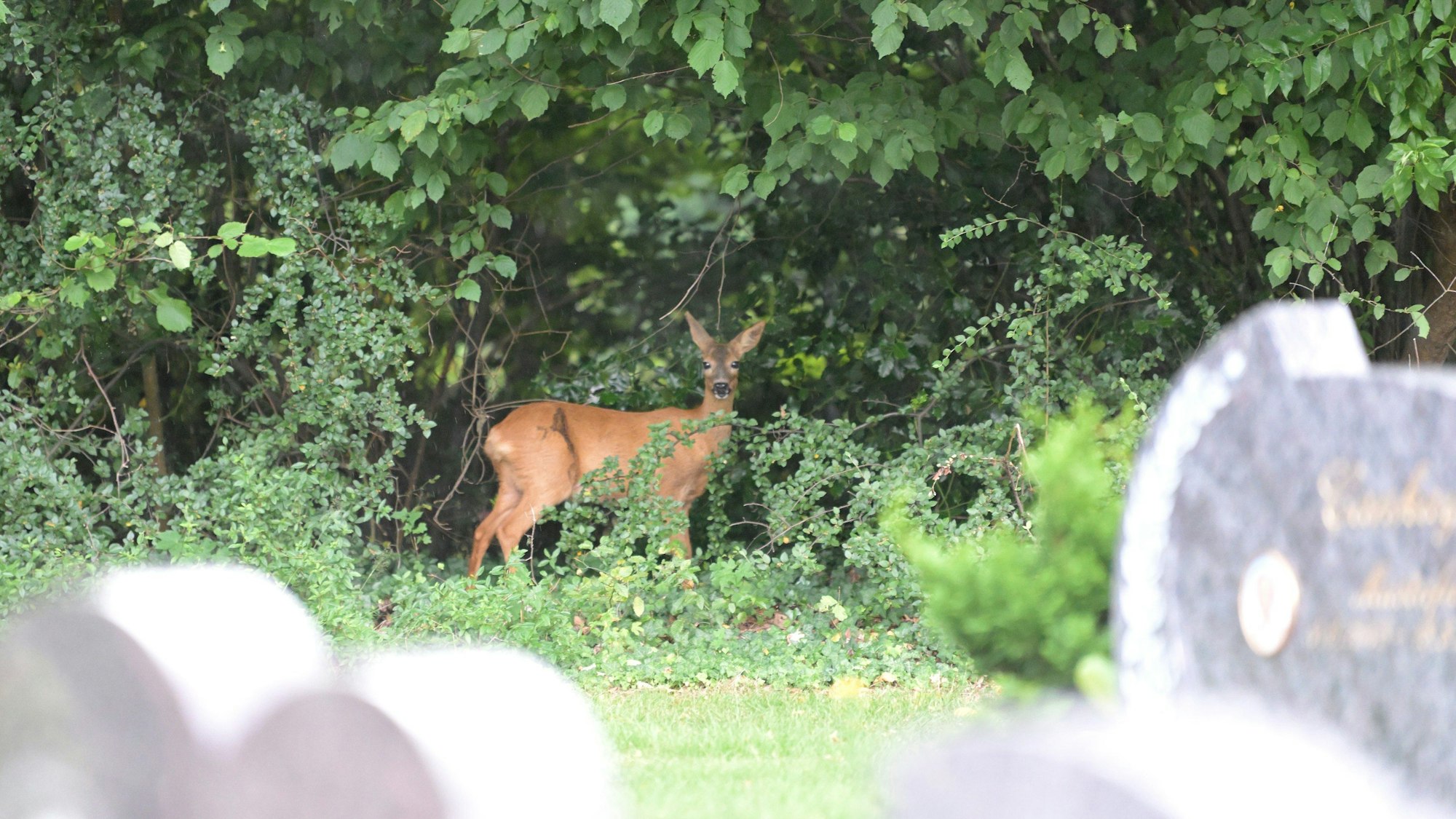 Die Rehe fühlen sich auf dem Gronauer Friedhof pudelwohl.