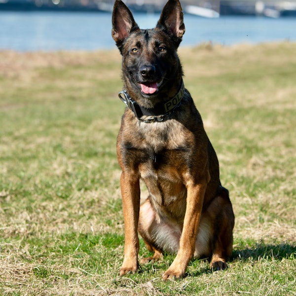 Polizeihund Ciri sitzt am Rhein