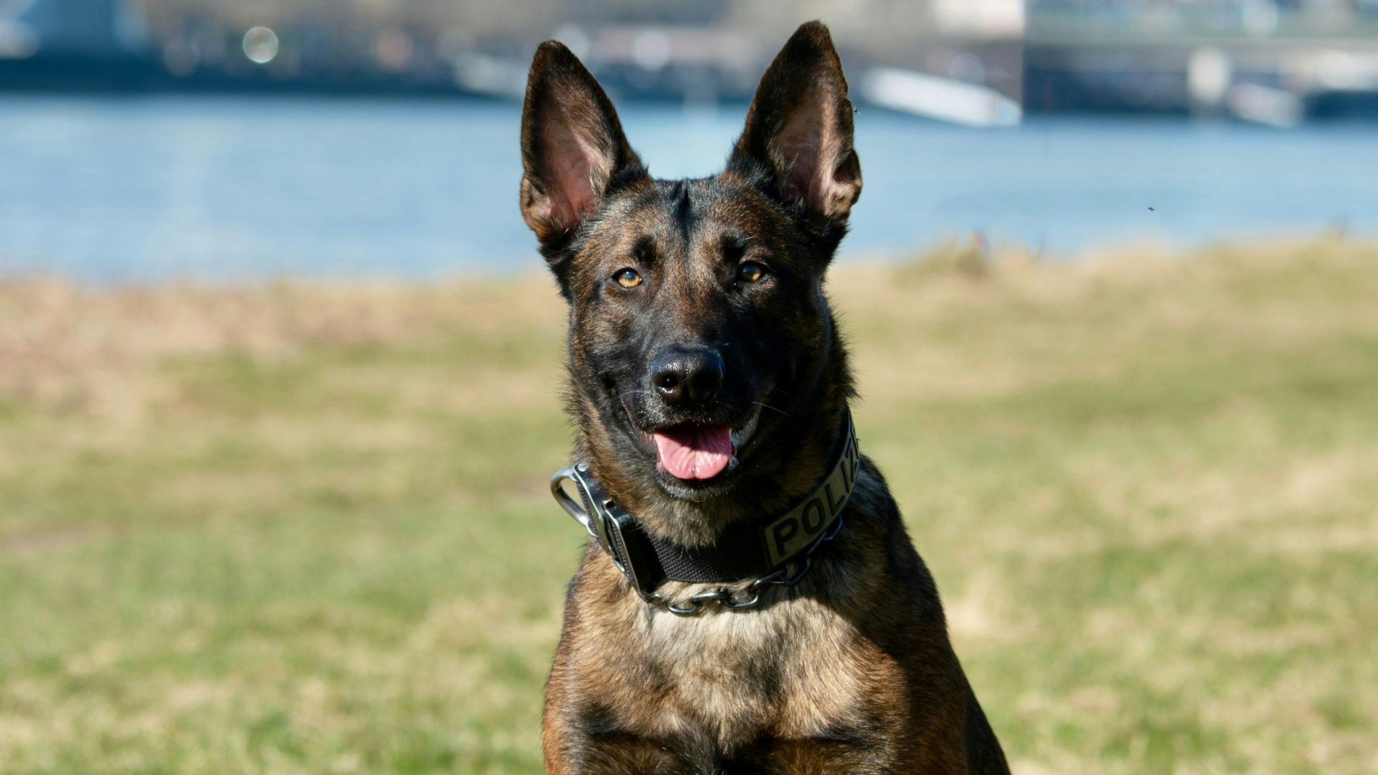 Polizeihund Ciri sitzt am Rhein