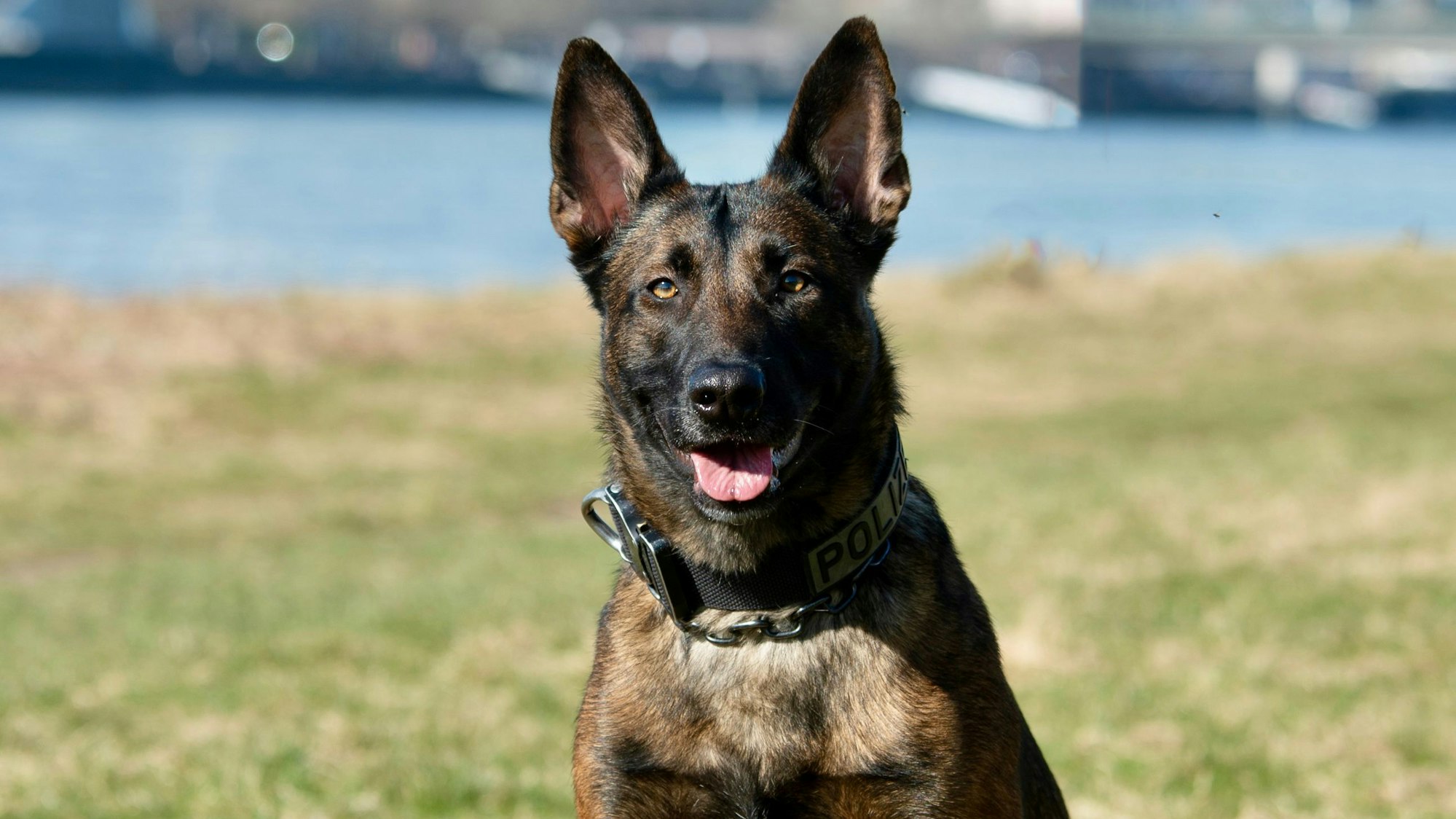 Ciri auf einer Wiese vor dem Rhein