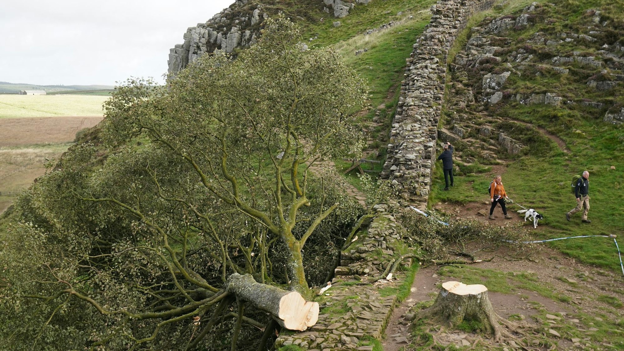 Der ikonische Baum war im September 2023 gefällt worden. (Archivbild)