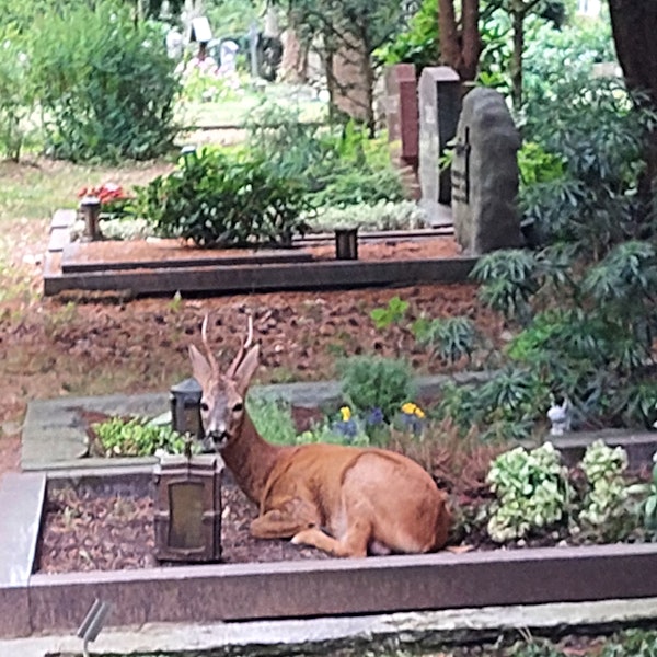 Ein auf dem Gronauer Friedhof nicht seltenes Bild: Ein Reh ruht sich auf einer Grabstätte aus.