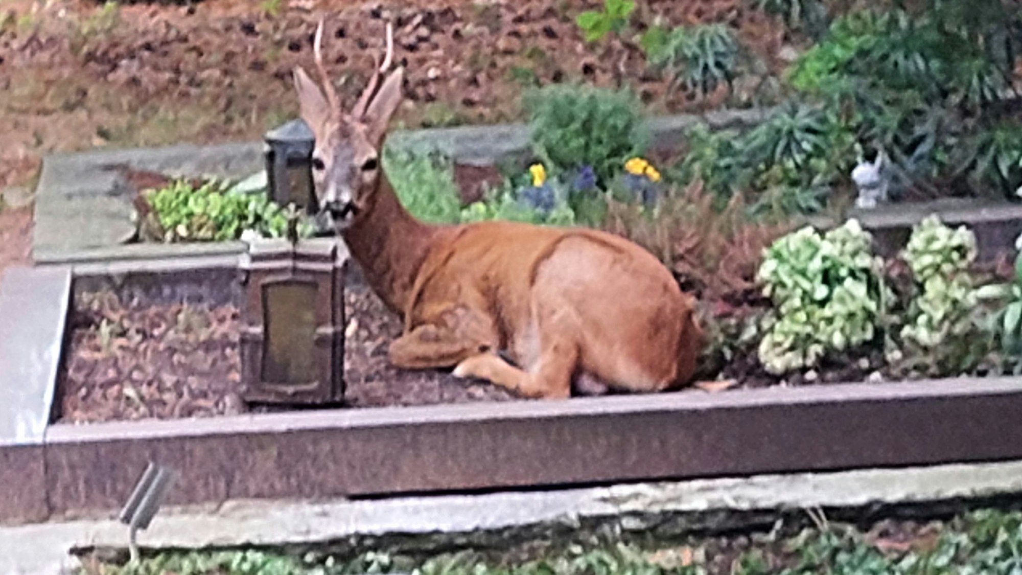 Ein auf dem Gronauer Friedhof nicht seltenes Bild: Ein Reh ruht sich auf einer Grabstätte aus.