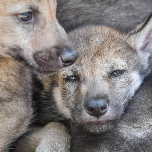 Wolfswelpen (Symbolfoto).