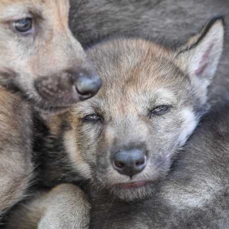 Wolfswelpen (Symbolfoto).