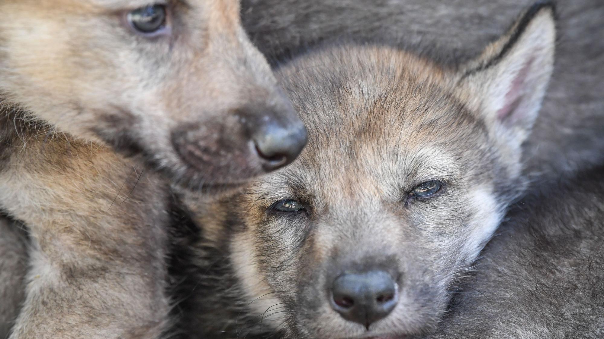 Wolfswelpen (Symbolfoto).