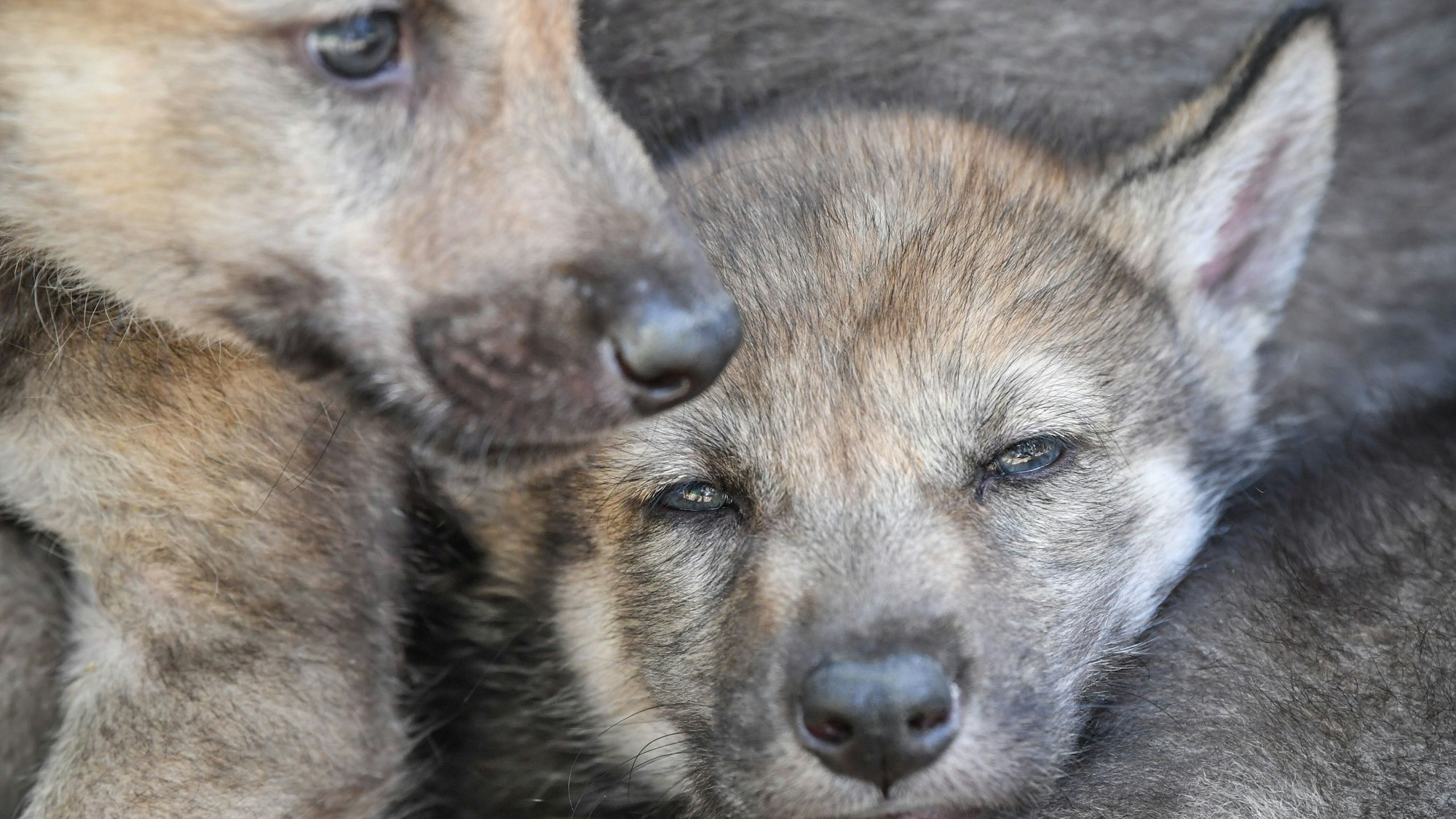 Wolfswelpen (Symbolfoto).