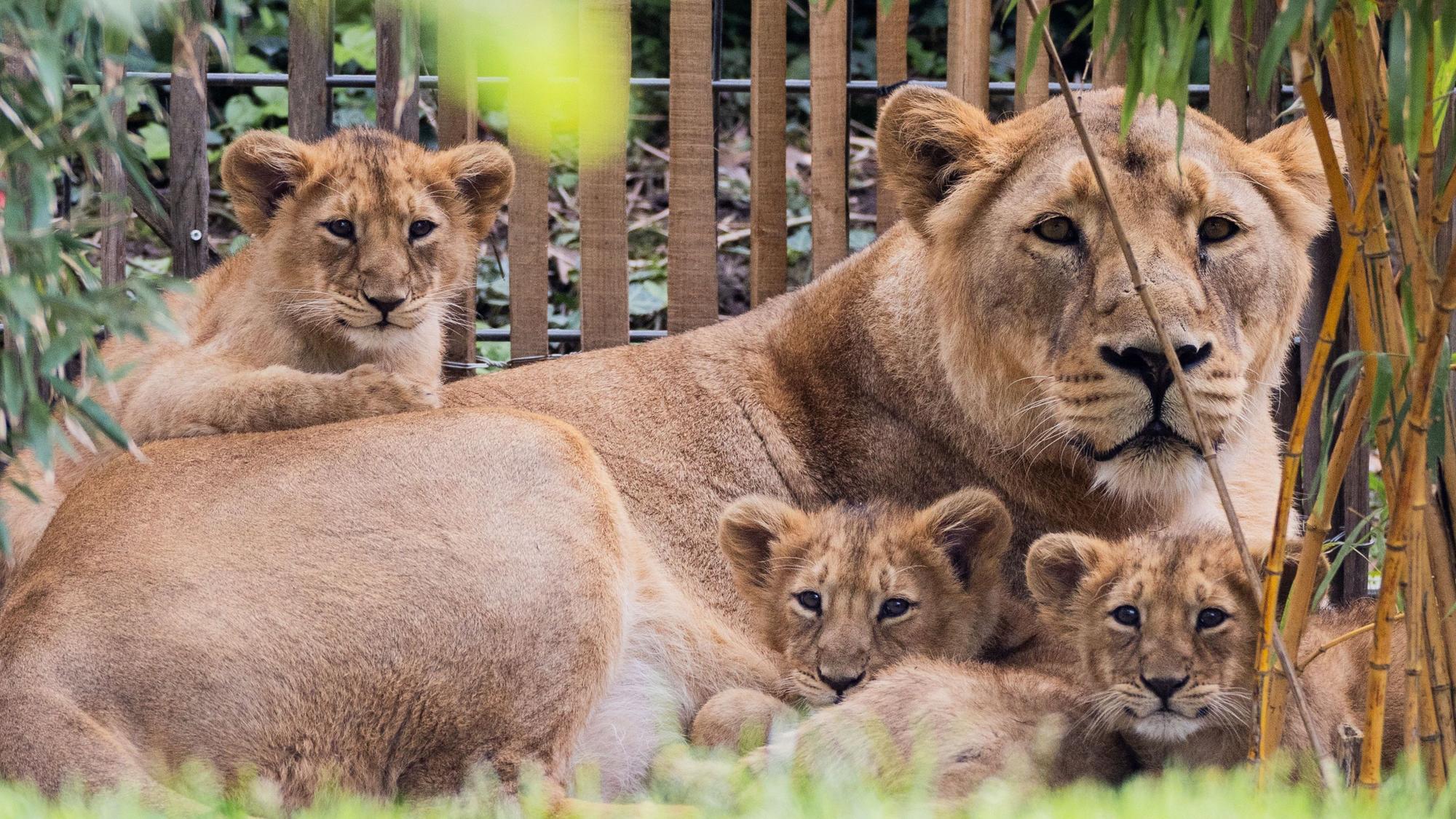 dpatopbilder - 30.04.2024, Nordrhein-Westfalen, Köln: Die drei Ende Januar im Zoo geborenen Asiatischen Löwen Jungen (Zwei Kater, eine Katze) dürfen erstmals mit ihrer Mutter «Gina» auf die Außenanlage des Kölner Zoos. Der Wurf von Löwin «Gina» ist die erste Löwengeburt im Kölner Zoo seit 20 Jahren. Foto: Rolf Vennenbernd/dpa +++ dpa-Bildfunk +++