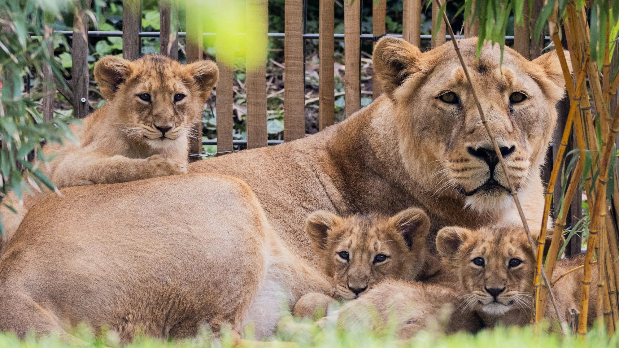 dpatopbilder - 30.04.2024, Nordrhein-Westfalen, Köln: Die drei Ende Januar im Zoo geborenen Asiatischen Löwen Jungen (Zwei Kater, eine Katze) dürfen erstmals mit ihrer Mutter «Gina» auf die Außenanlage des Kölner Zoos. Der Wurf von Löwin «Gina» ist die erste Löwengeburt im Kölner Zoo seit 20 Jahren. Foto: Rolf Vennenbernd/dpa +++ dpa-Bildfunk +++