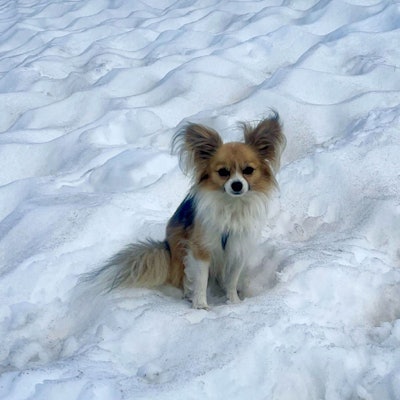 Eine 44-Jährige soll ihren Chihuahua verhungern haben lassen. Der als Zeuge geladene Tierarzt zeugte sich erschüttert. Symbolfoto.