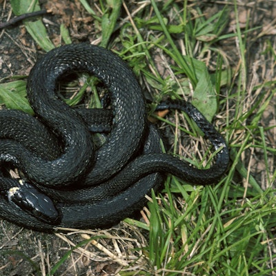 Eine seltene, melanistisch gefärbte Ringelnatter.