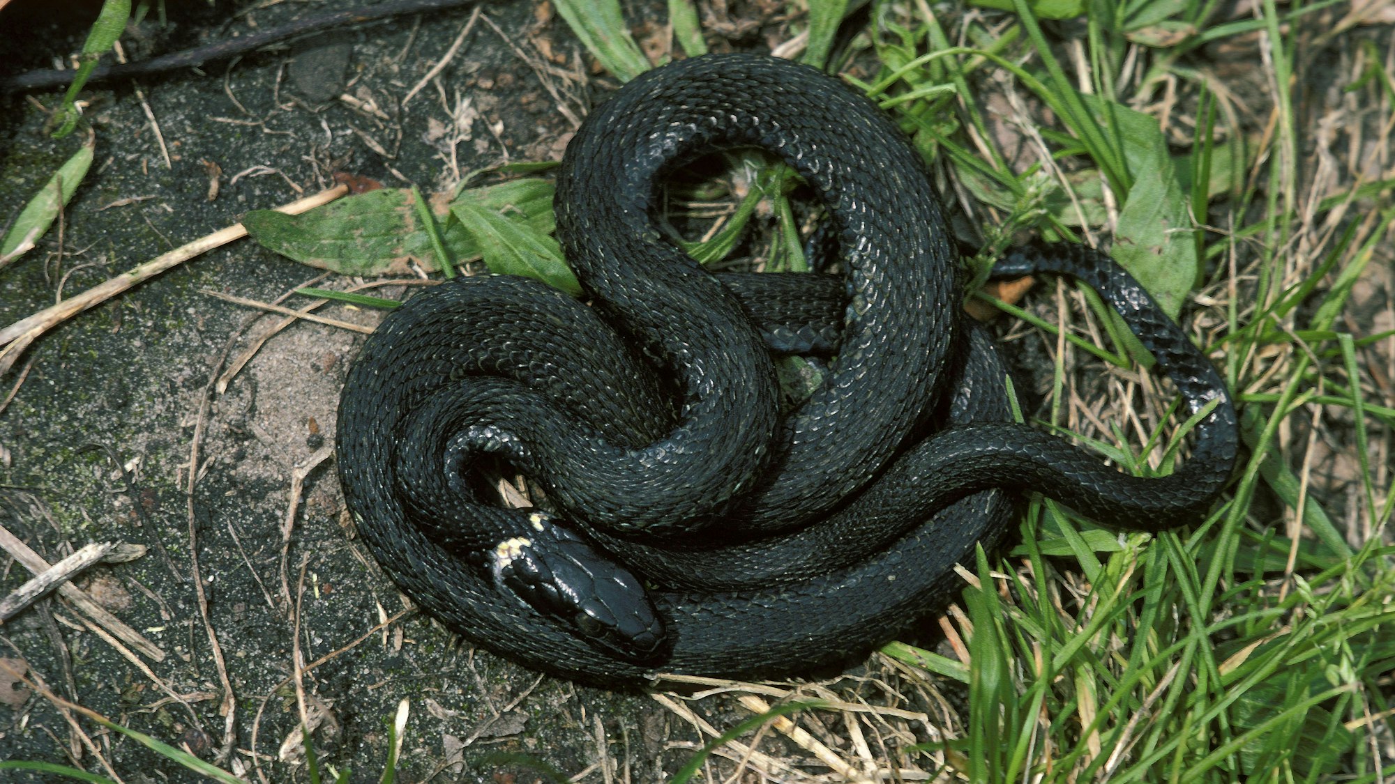 Eine seltene, melanistisch gefärbte Ringelnatter.
