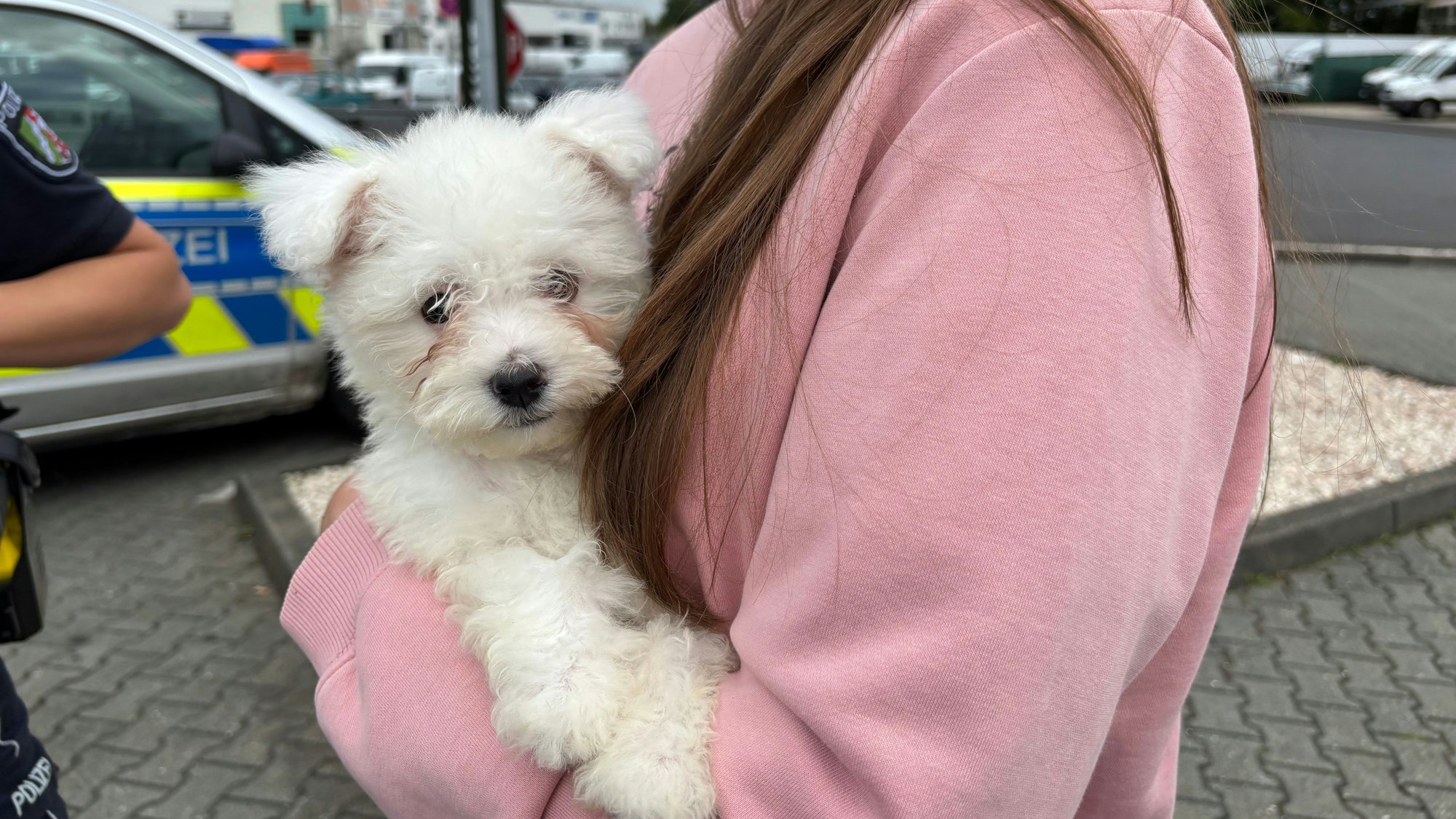 Die kleine Hündin wurde illegal nach Deutschland importiert.