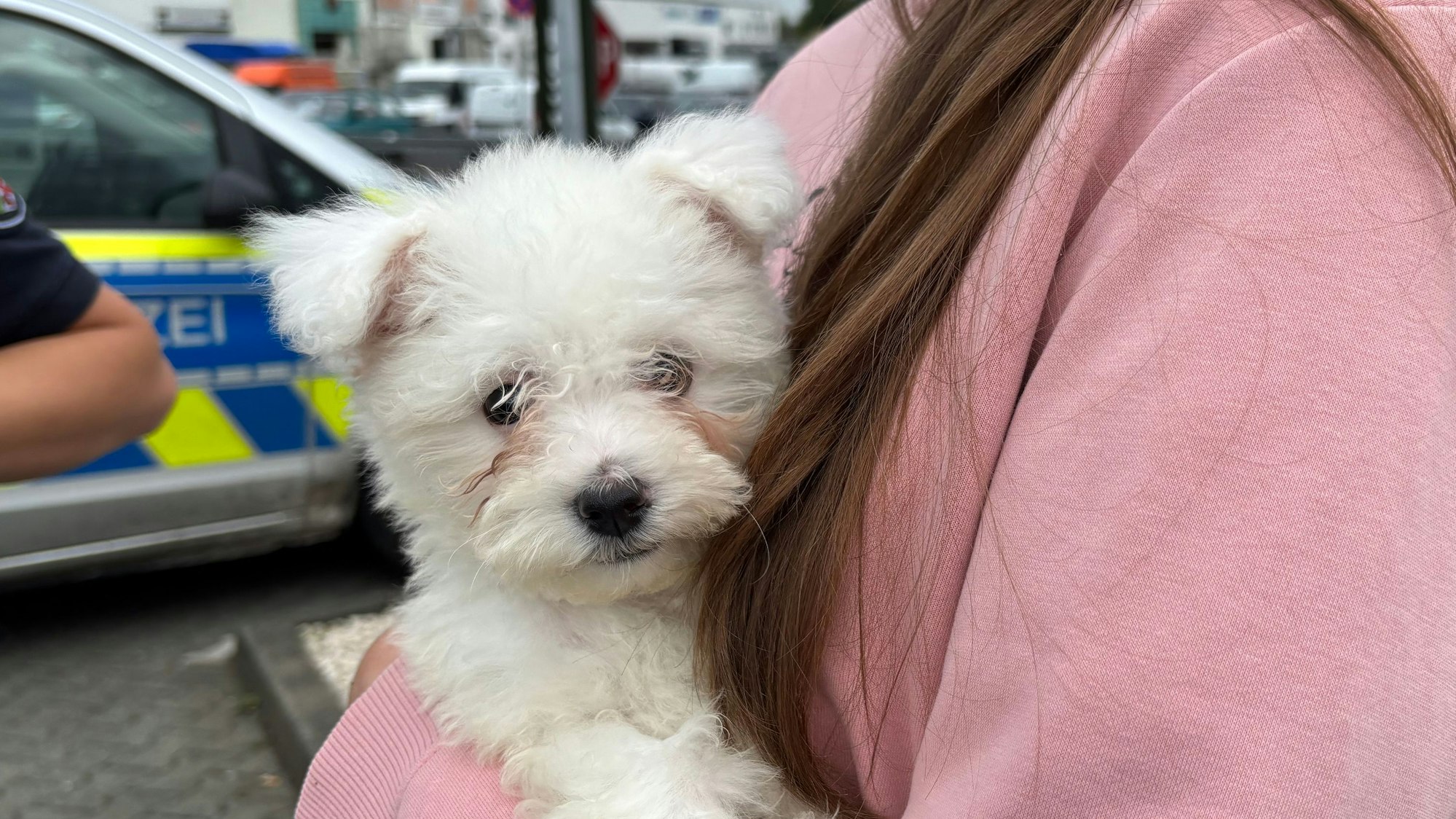 Die kleine Hündin wurde illegal nach Deutschland importiert.