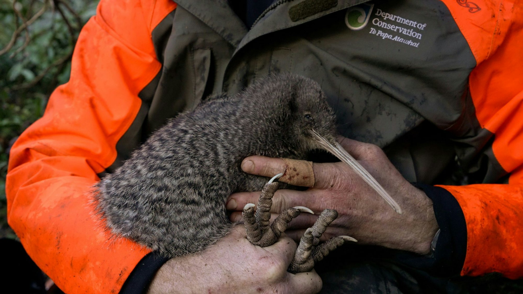 Kiwis sind flugunfähige Laufvögel und das Nationalsymbol Neuseelands.