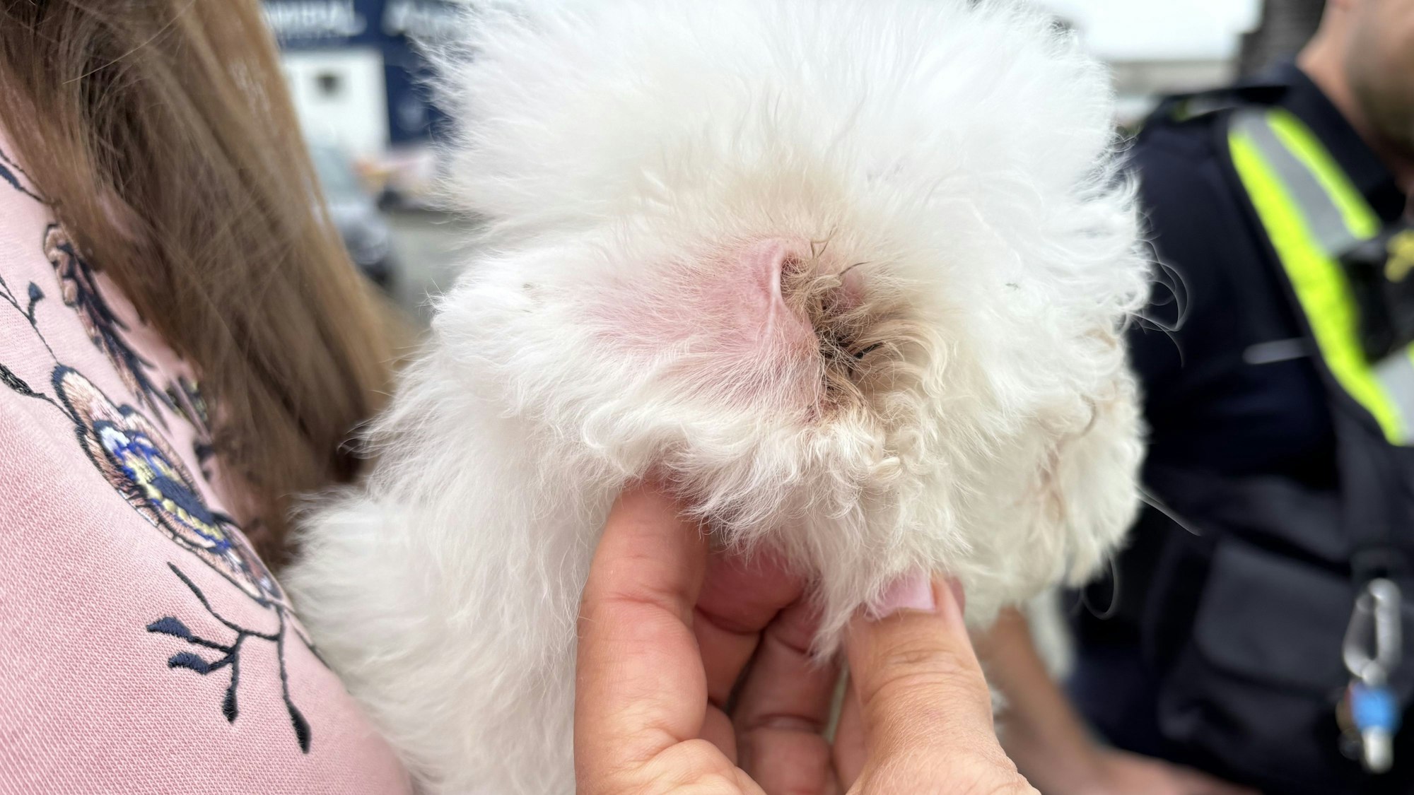 Der illegale Welpenhandel floriert auch in der Nähe von Köln. Diese kleine Hündin wurde gerettet.