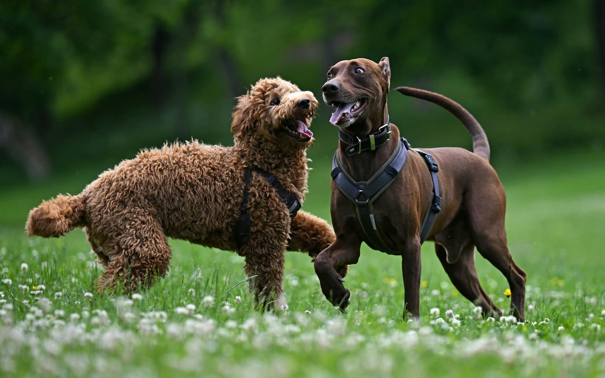 Zwei Hunde laufen auf einer Hundewiese frei herum.