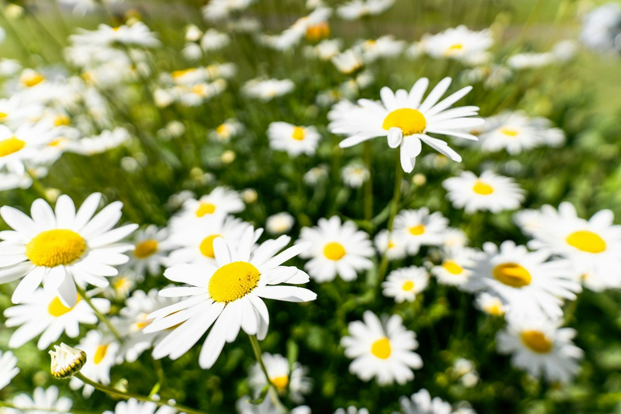 Gänseblümchen sind ebenfalls fast überall zu finden. Auch ihr Saft kann den Juckreiz lindern. Um an den Saft zu gelangen pressen Sie einfach einige Blümchen samt Stiel und Blüte und tragen ihn anschließend auf den Mückenstich auf. (Bild: iStock/Peter Kolejak)