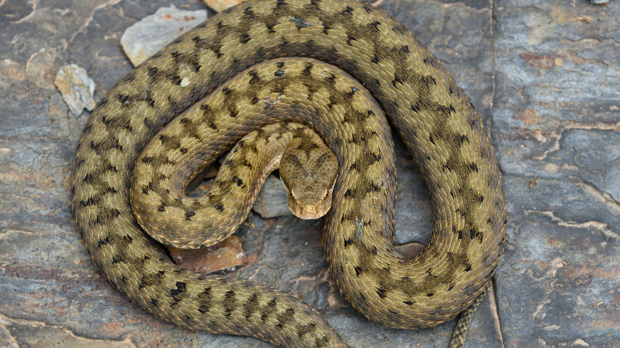 Aspisviper auf dem Boden.