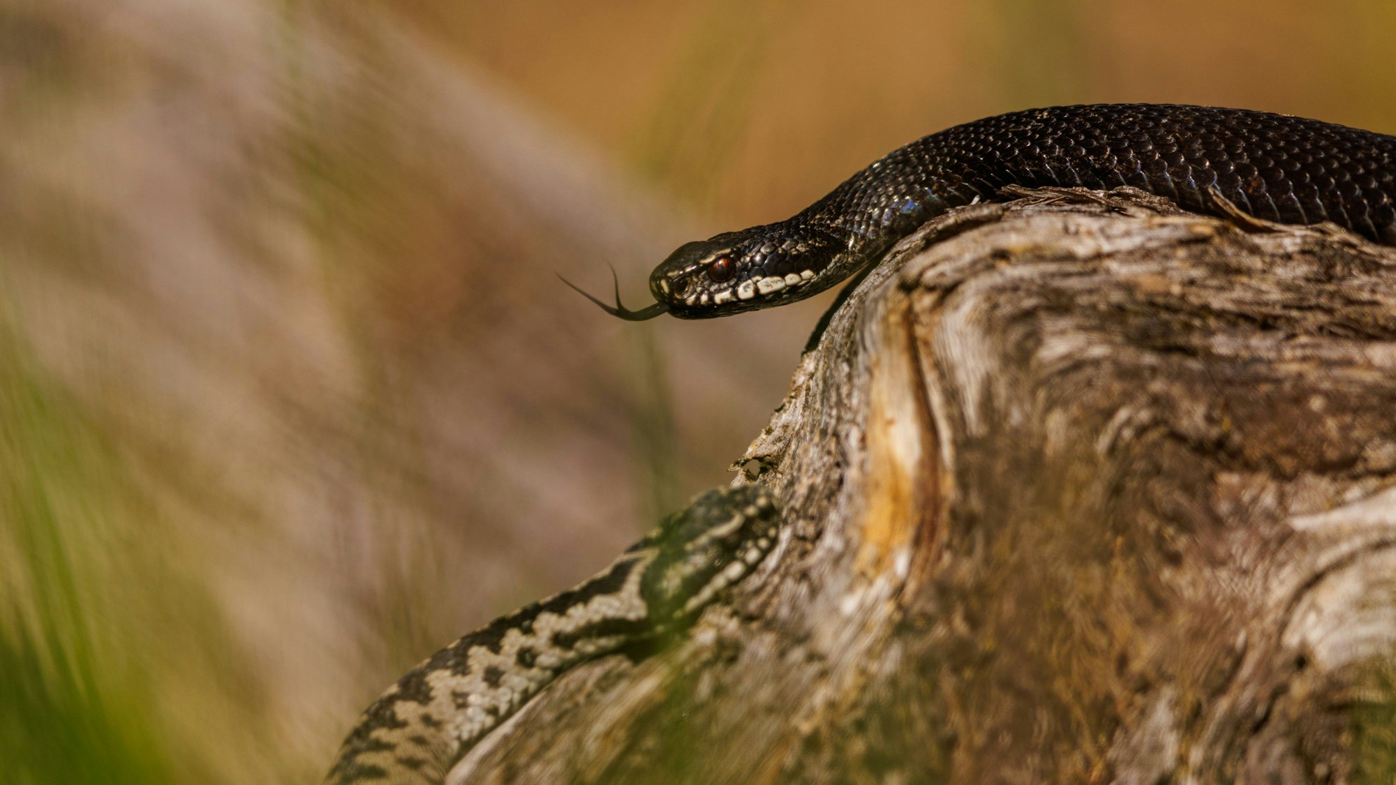 Kreuzotter genießt das gute Wetter.