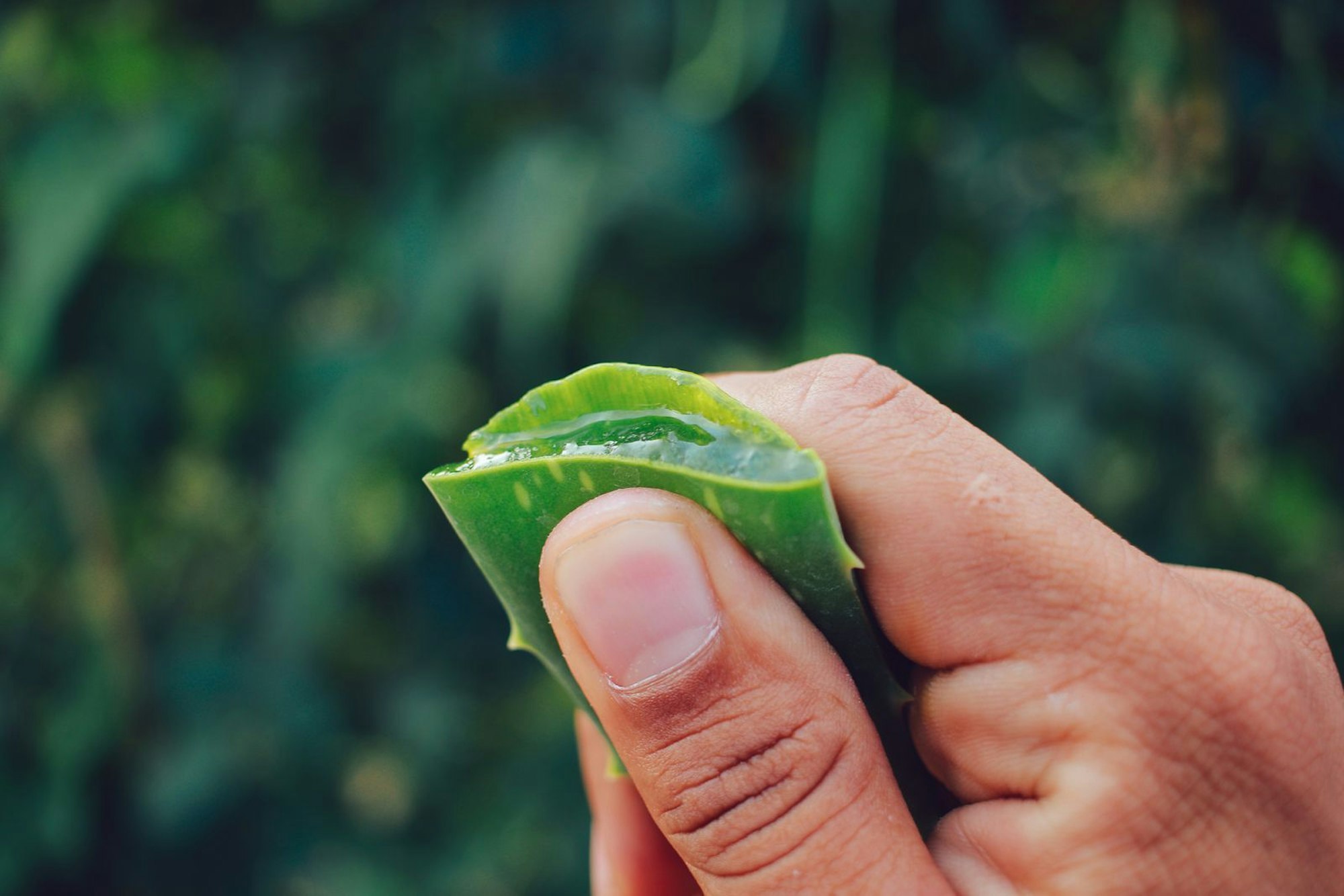Wem Hitze etwas zu heiß ist, der kann es mit weiterer Kühlung versuchen. Aloe vera ist eine echte Geheimwaffe bei Mückenstichen. Das in den Blättern enthaltene Gel hat nicht nur eine kühlende Wirkung, sondern ist auch entzündungshemmend und antiseptisch. Schneiden Sie dazu ein Blatt auf und pressen Sie das Gel auf den Mückenstich. Achten Sie aber darauf, dass dieser nur mit dem Gel und nicht mit dem Blatt in Berührung kommt. (Bild: iStock/Stopboxstudio)