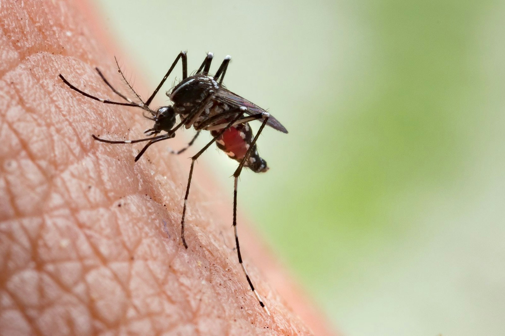 In Deutschland gibt es bis zu 50 verschiedene Mückenarten, die besonders im Sommer mit ihrem Surren oder Stichen den Schlaf rauben können. Gestochen wird man nur von Weibchen, die spezielle Proteine aus unserem Blut brauchen, um Eier legen zu können. Ein Stich sorgt meistens dafür, dass die betroffene Stelle spürbar juckt. Doch gegen das nervige Jucken können Sie etwas tun. Wir zeigen Ihnen, welche Hausmittel den Juckreiz wirksam lindern können. (Bild: iStock/frank600)