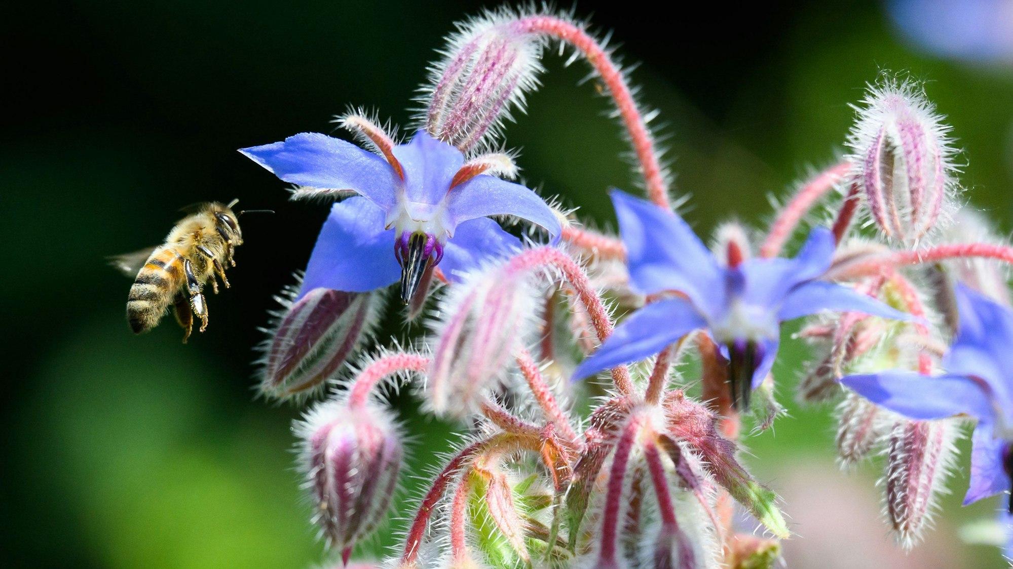 Expertin Anja Schneider wird Interessierten Einblicke in die Welt der Arzneipflanzen geben. (Symbolbild)