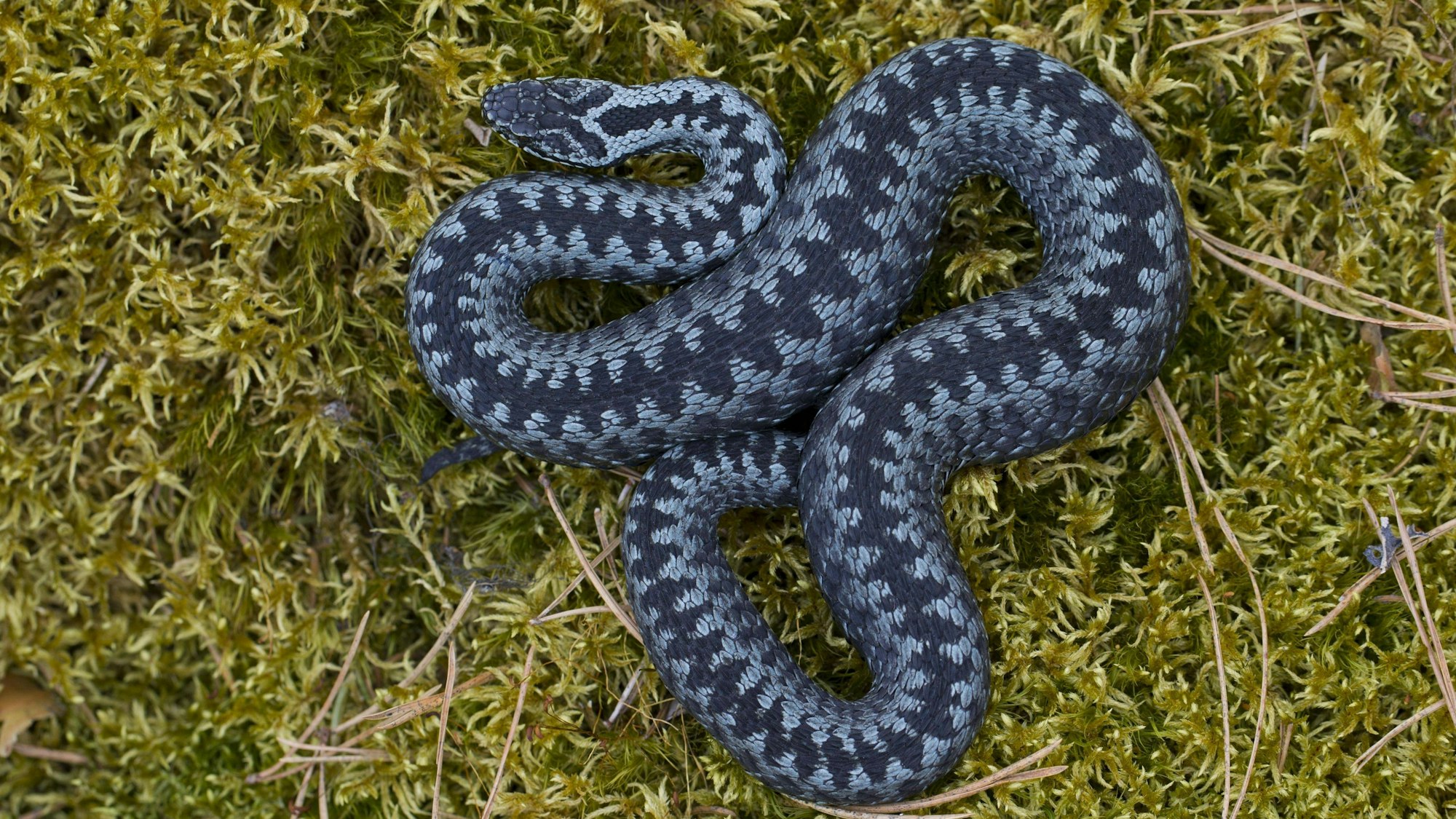 Kreuzotter, zusammengerollt in auffälliger Pose.