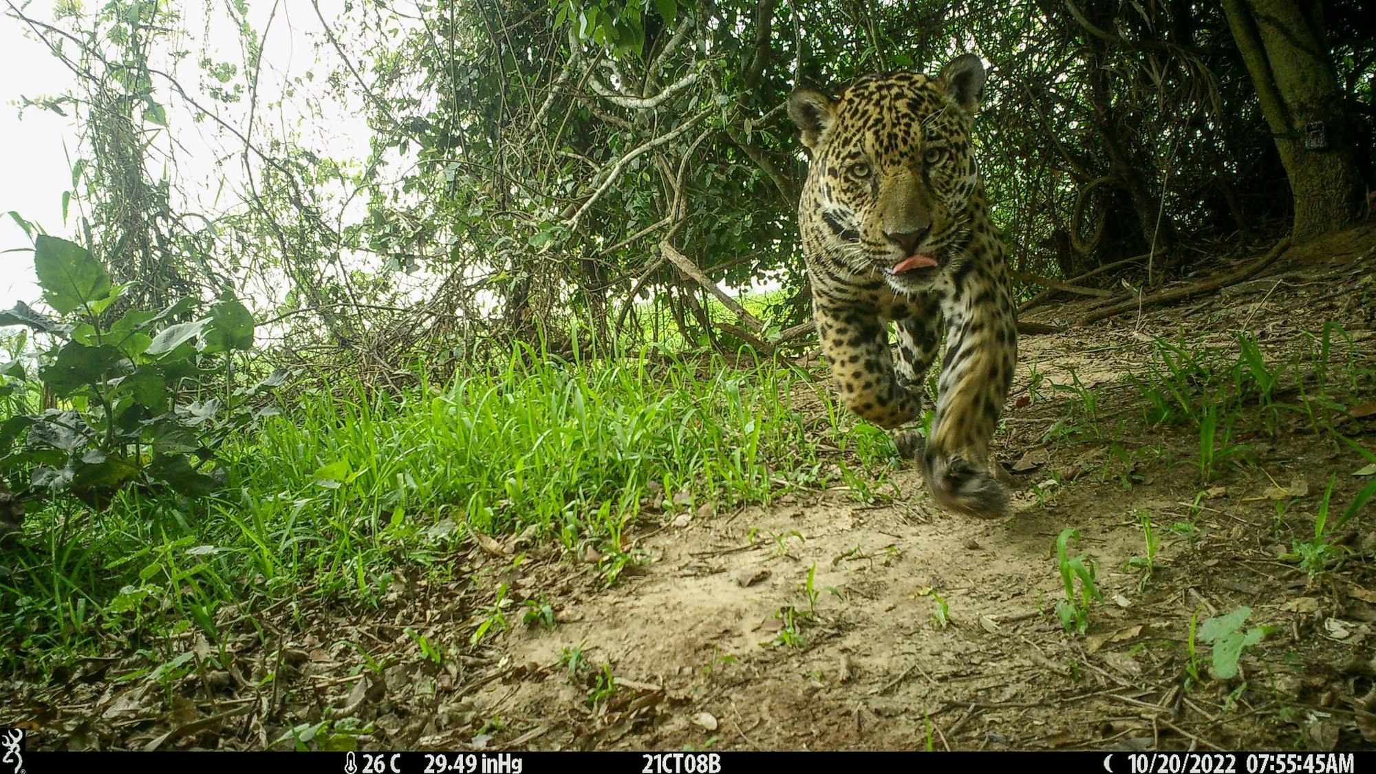 Die Jaguare wurden von Wildkameras abgelichtet.