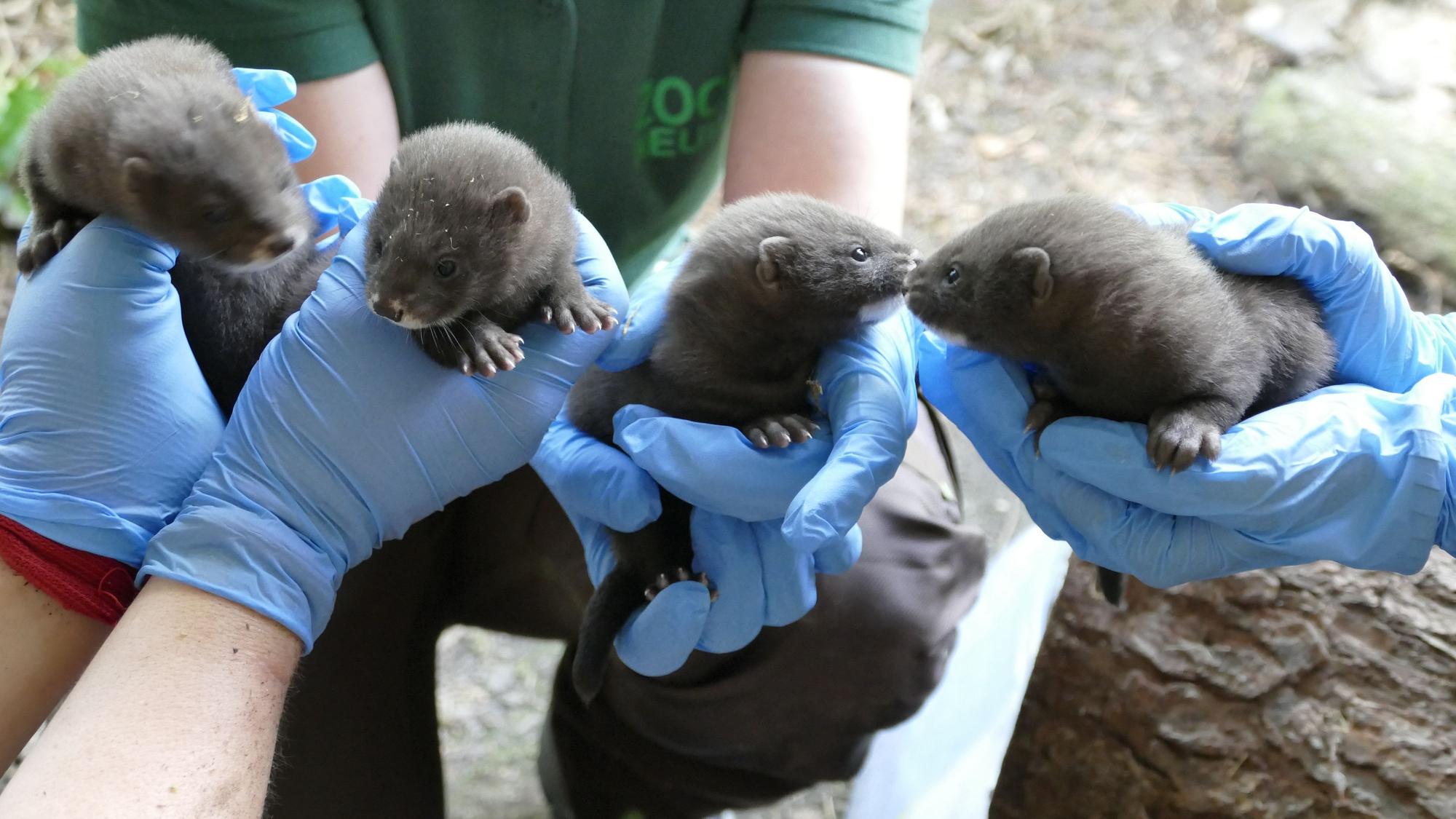 Sehr selten ist Nachwuchs bei den Europäische Nerzen, einer vom Aussterben bedrohten Tierart. Im Zoo Neuwied kamen jetzt vier Babys zur Welt.