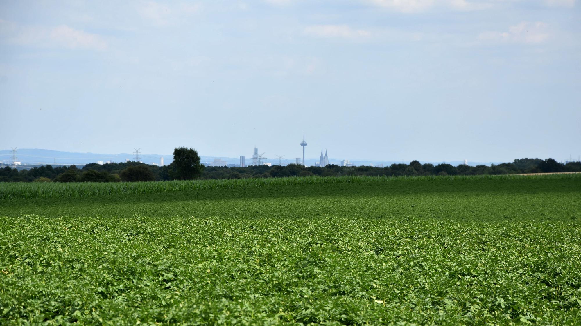 Zu sehe ist ein grünes Feld, im Hintergrund sieht man die Skyline einer Stadt.